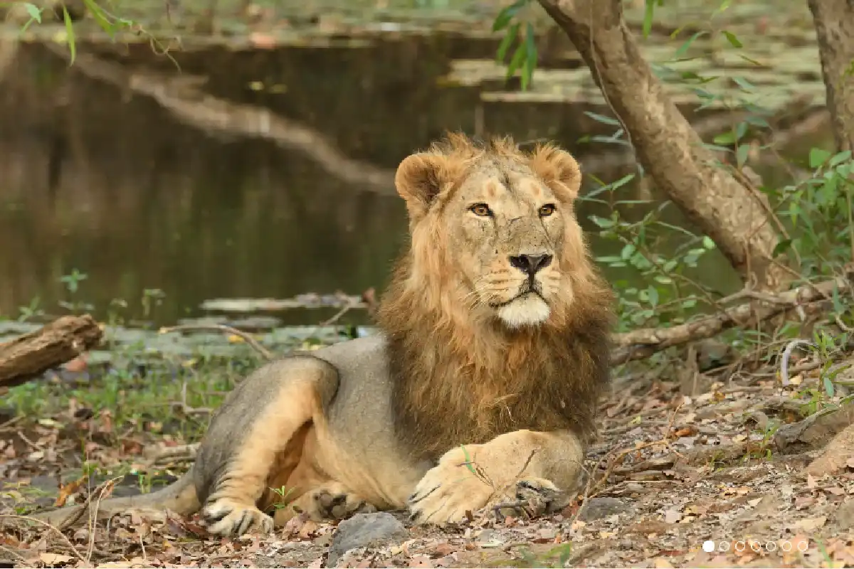 Gir Lions Deaths: गिर के जंगल में शेरों की रहस्यमयी मौतें, बेबेसिया संक्रमण की आशंका से अलर्ट
