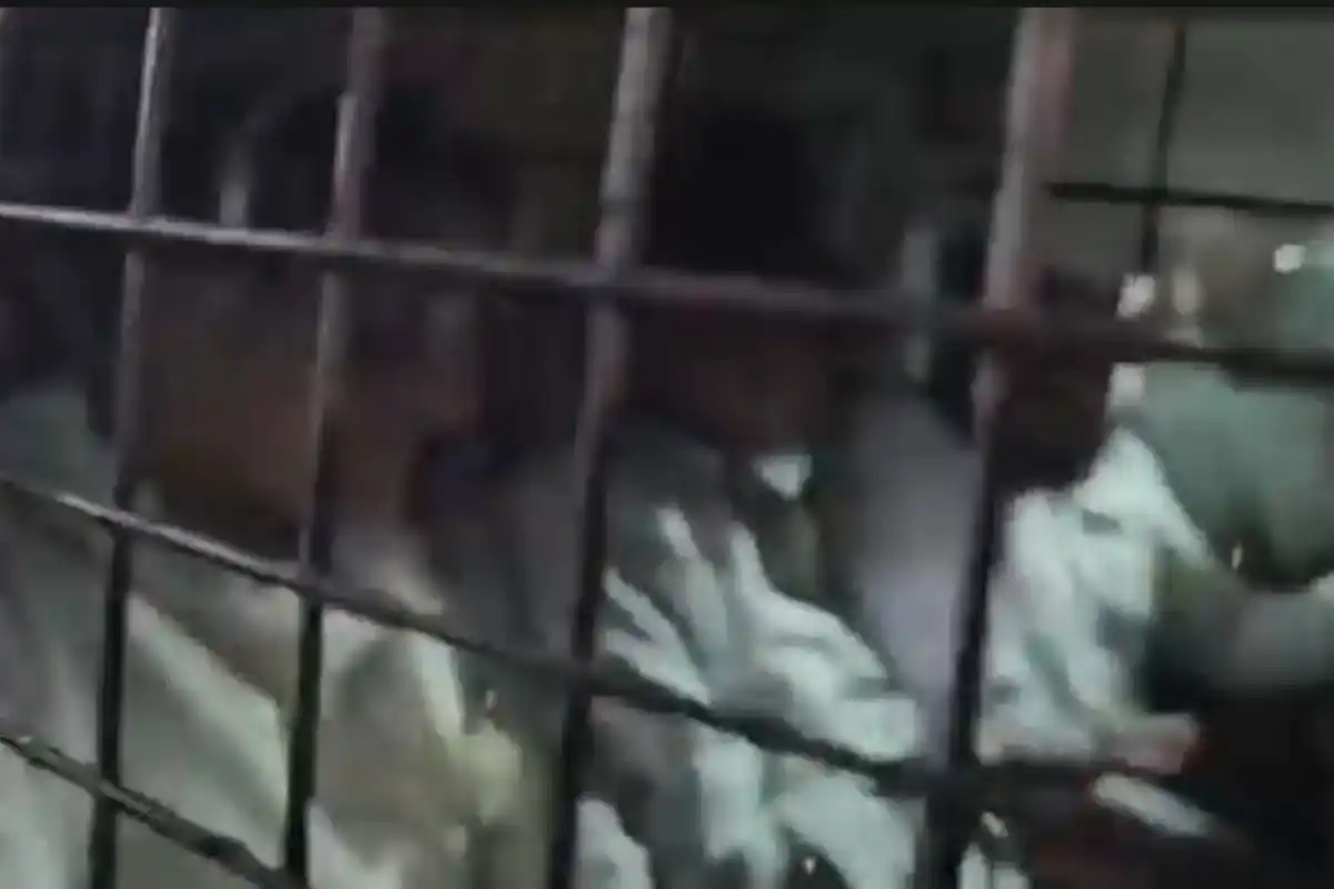 Aroop Biswas egg attack Alipur Kolkata: अलीपुर में बाहर निकलते समय अरूप विश्वास पर अंडा फेंके जाने की घटना से राजनीतिक माहौल गरमाया