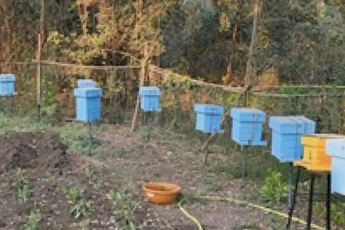 Nagpur University sericulture beekeeping mushroom courses: नागपुर विश्वविद्यालय में रेशम पालन, मधुमक्खी पालन और मशरूम उत्पादन के नए कौशल आधारित प्रमाणपत्र पाठ्यक्रम शुरू