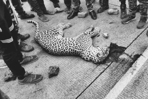 Pauni NH44 Leopard Death Accident: पवनी के पास नागपुर-जबलपुर राजमार्ग पर अज्ञात वाहन की टक्कर से तेंदुए की मौत, वन्यजीव सुरक्षा पर फिर उठे सवाल