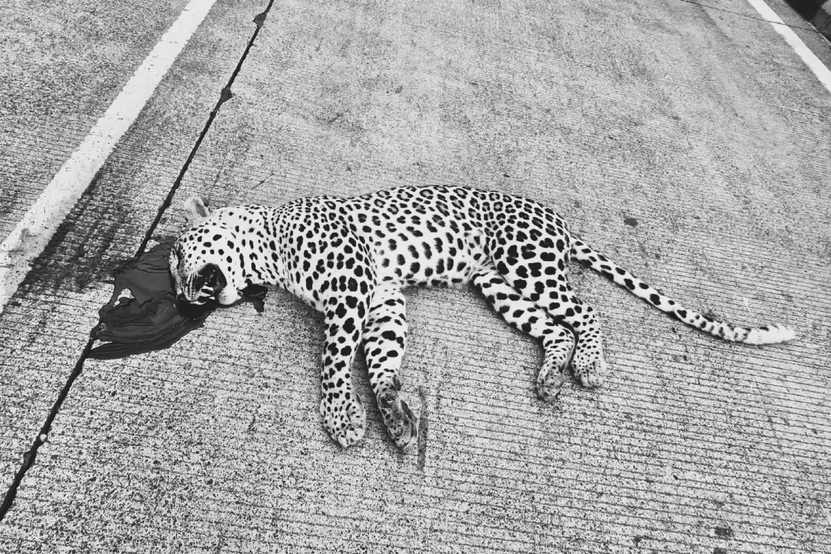Pauni NH44 Leopard Death Accident: पवनी के पास नागपुर-जबलपुर राजमार्ग पर अज्ञात वाहन की टक्कर से तेंदुए की मौत, वन्यजीव सुरक्षा पर फिर उठे सवाल