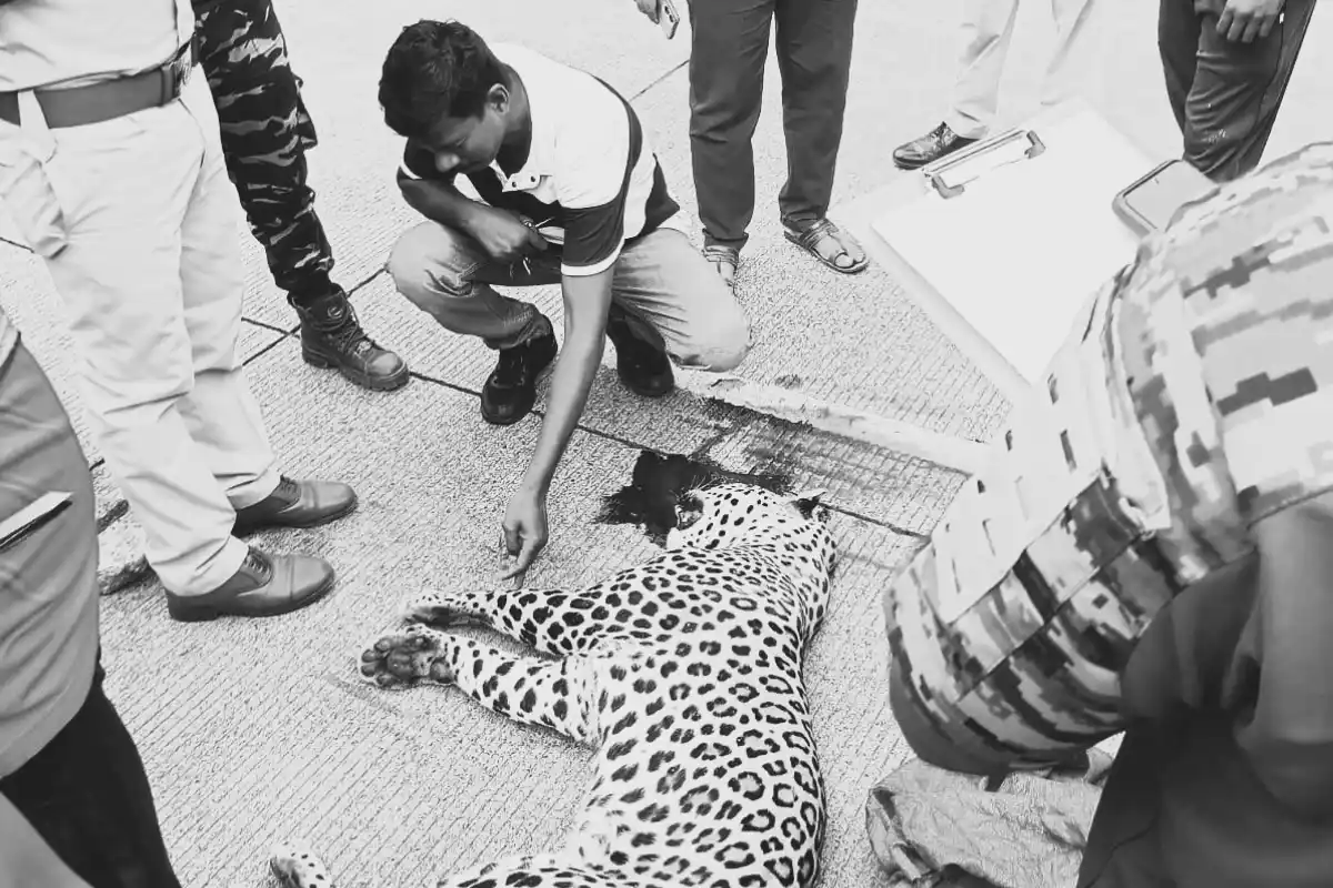 Pauni NH44 Leopard Death Accident: पवनी के पास नागपुर-जबलपुर राजमार्ग पर अज्ञात वाहन की टक्कर से तेंदुए की मौत, वन्यजीव सुरक्षा पर फिर उठे सवाल