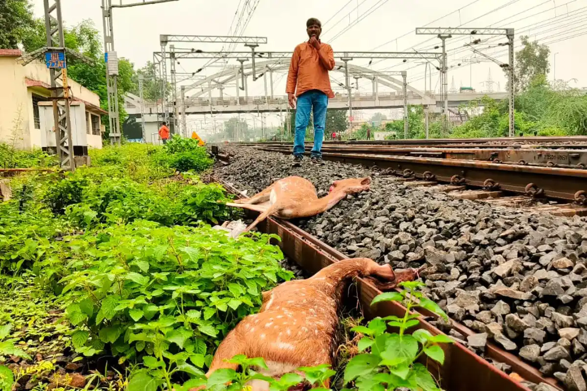 Nagpur Kanhan Train Hit Six Deer Death: कन्हान में ट्रेन की चपेट में आने से छह हिरणों की मौत, वन विभाग ने शुरू की जांच