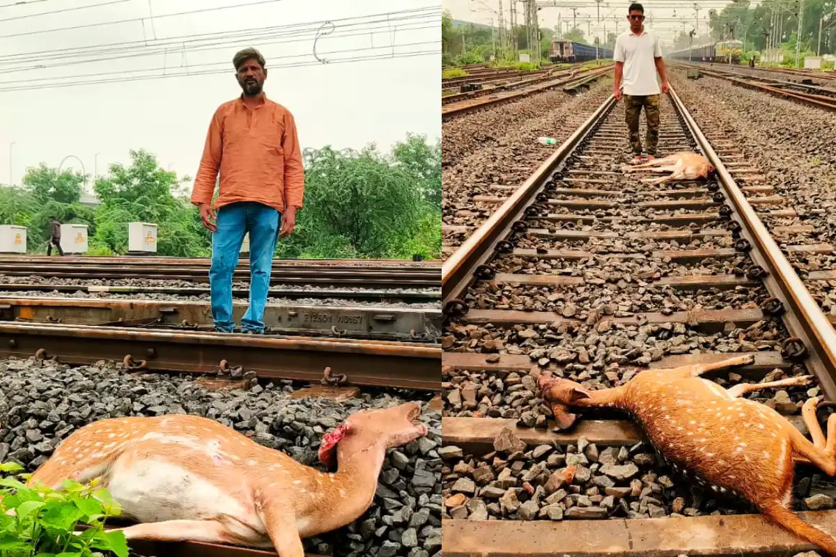 Nagpur Kanhan Train Hit Six Deer Death: कन्हान में ट्रेन की चपेट में आने से छह हिरणों की मौत, वन विभाग ने शुरू की जांच