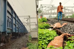 Nagpur Kanhan Train Hit Six Deer Death: कन्हान में ट्रेन की चपेट में आने से छह हिरणों की मौत, वन विभाग ने शुरू की जांच