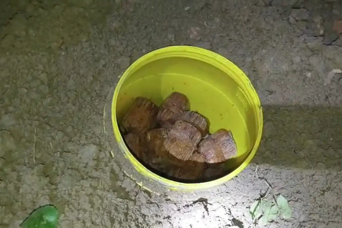 Farakka 50 Fresh Bombs Recovery One Arrested: फरक्का में मिट्टी खोदते ही मिला बमों का जखीरा, 50 ताजा बम बरामद, एक गिरफ्तार