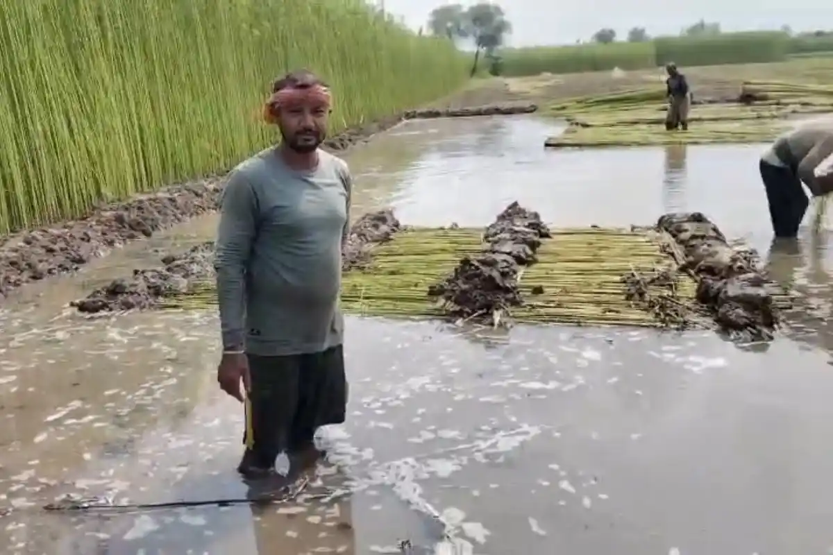 Purba Bardhaman Jute Farmers Water and Low Price Crisis: पूर्व बर्धमान में पटसन किसानों की बढ़ी चिंता, पानी की कमी और कम दाम से बढ़ा नुकसान