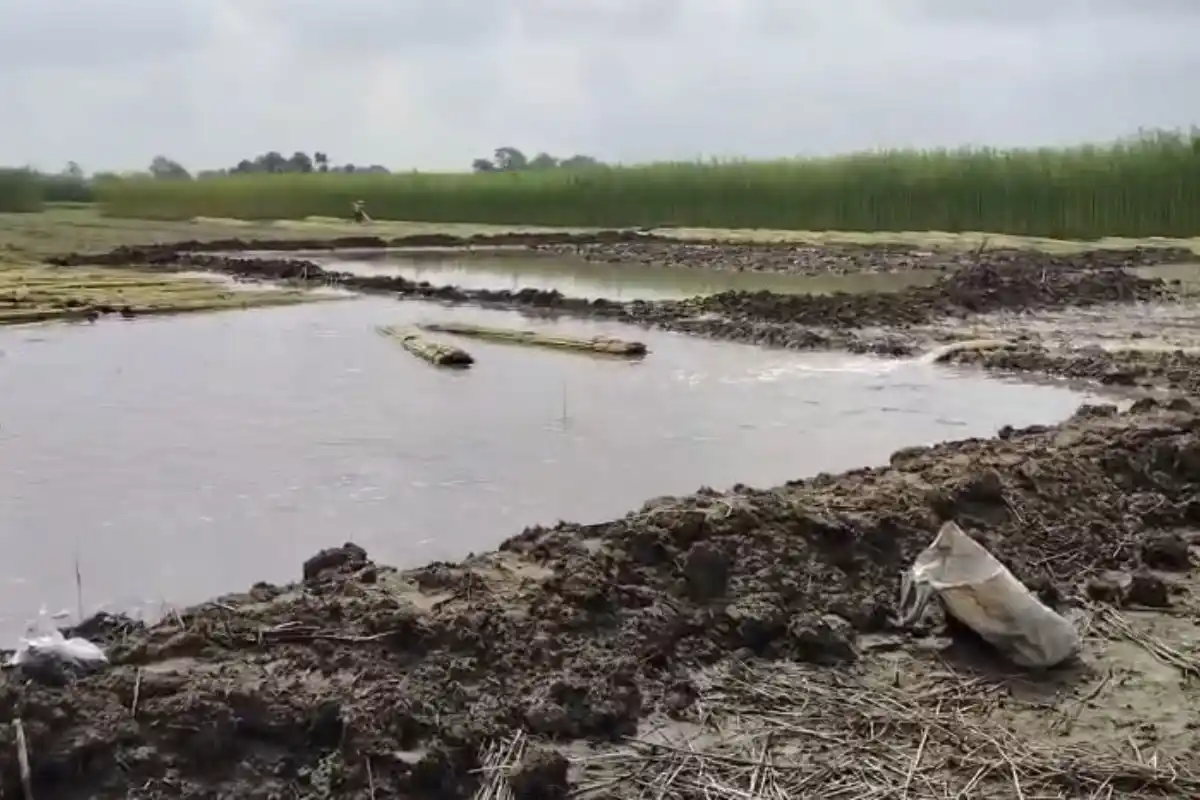 Purba Bardhaman Jute Farmers Water and Low Price Crisis: पूर्व बर्धमान में पटसन किसानों की बढ़ी चिंता, पानी की कमी और कम दाम से बढ़ा नुकसान