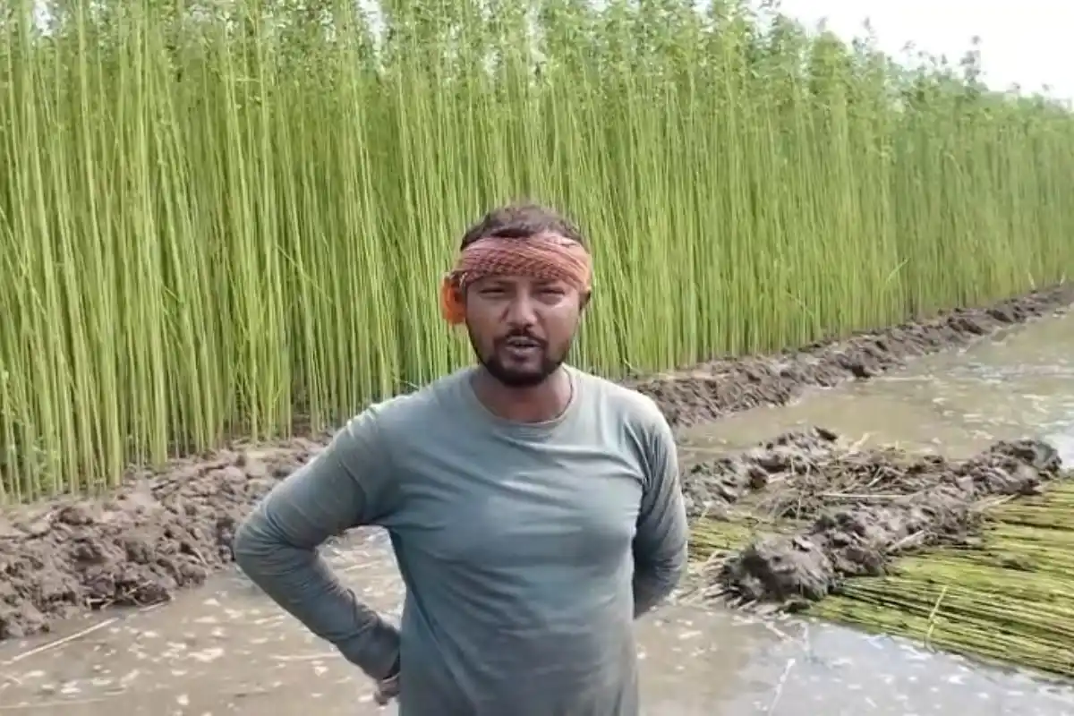 Purba Bardhaman Jute Farmers Water and Low Price Crisis: पूर्व बर्धमान में पटसन किसानों की बढ़ी चिंता, पानी की कमी और कम दाम से बढ़ा नुकसान