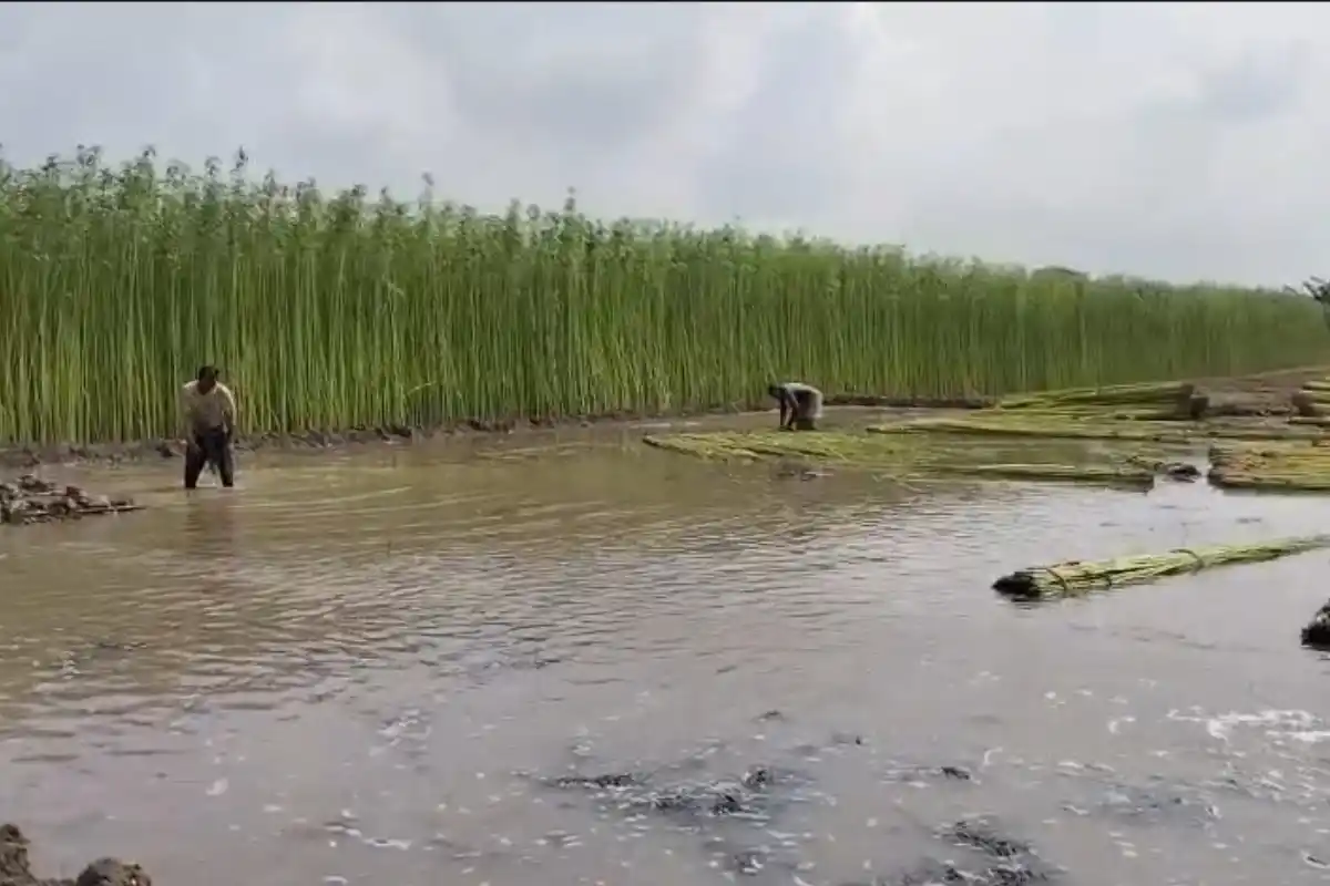 Purba Bardhaman Jute Farmers Water and Low Price Crisis: पूर्व बर्धमान में पटसन किसानों की बढ़ी चिंता, पानी की कमी और कम दाम से बढ़ा नुकसान