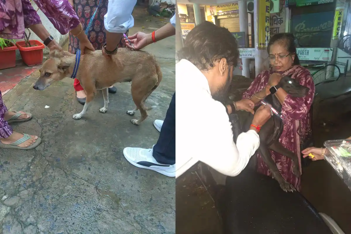 Nagpur Shivajinagar stray dogs rabies vaccination campaign: शिवाजीनगर में आवारा कुत्तों का रेबीज टीकाकरण अभियान सफल, नागपुर के अन्य क्षेत्रों में भी अभियान चलाने की तैयारी