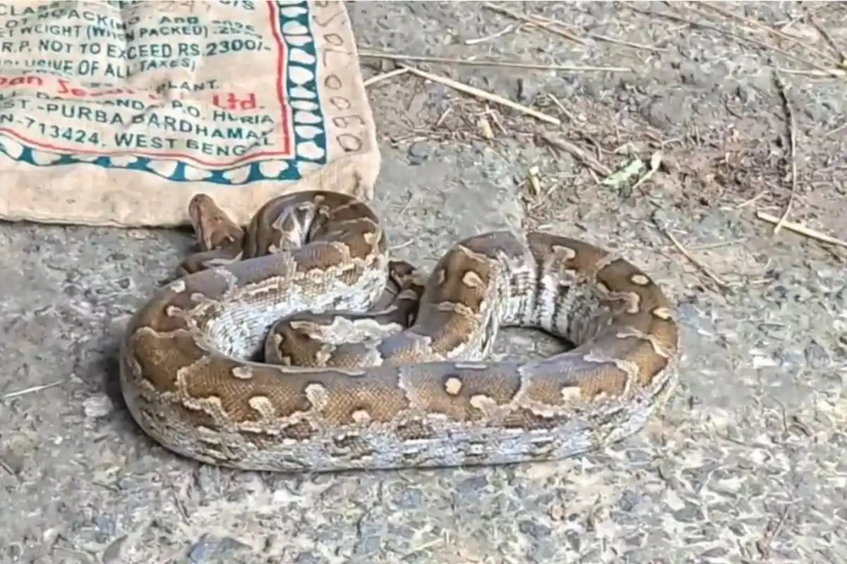 Jhargam Garigram Python Rescue: झाड़ग्राम के गड़ीग्राम में पानी पंप के कमरे से मिला विशाल अजगर, सुरक्षित बचाकर वन विभाग को सौंपा गया