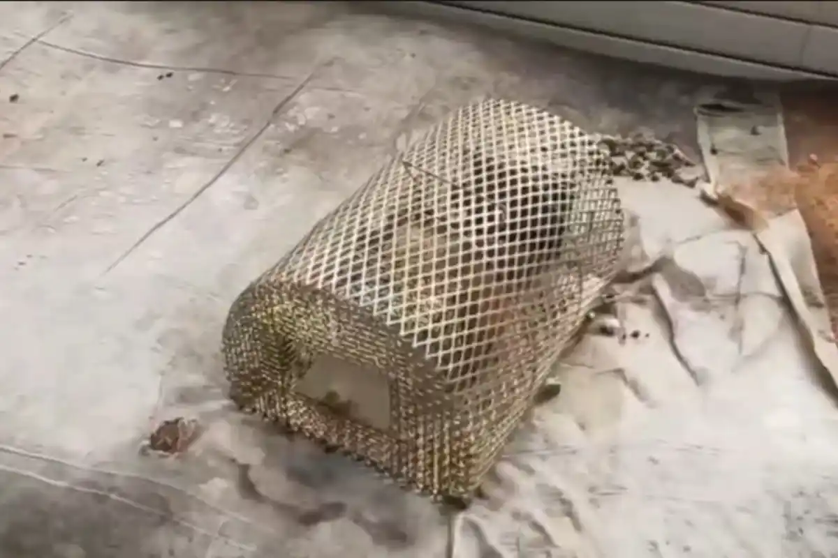 Malda Medical College Hospital Rat Problem: मालदा मेडिकल कॉलेज अस्पताल में चूहों से मरीज परेशान, बिस्तरों के पास लगाए गए पकड़ने के यंत्र