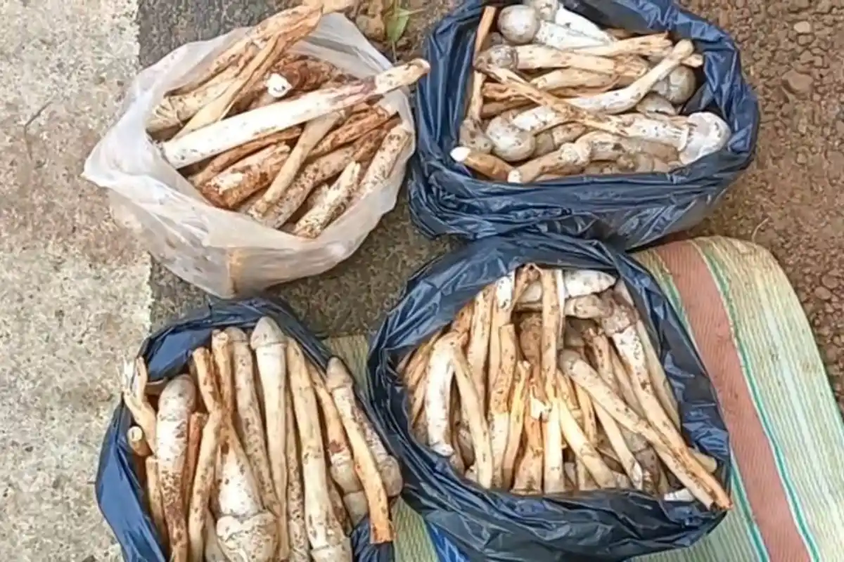 Durga Chatu Salboni 400 Rupees: त्योहारों से पहले शालवन में बढ़ी दुग्गा छातु की मांग, 400 रुपये किलो तक पहुंचा भाव